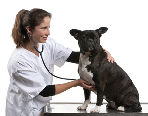 Vet examining a Crossbreed dog, dog with a stethoscope