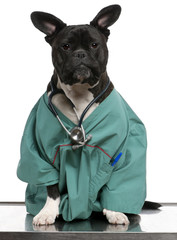 Crossbreed dog, dressed in a doctor coat and a stethoscope