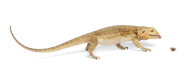 Central Bearded Dragon, Pogona vitticeps, chasing a cricket