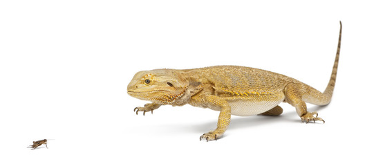 Central Bearded Dragon, Pogona vitticeps, chasing a cricket