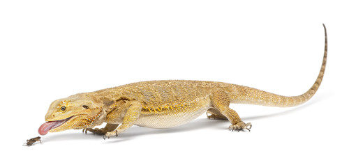 Central Bearded Dragon, Pogona vitticeps, chasing a cricket