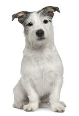 Mixed-breed dog, 7 months old, sitting in front of white