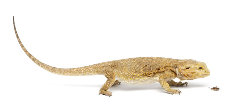 Central Bearded Dragon, Pogona vitticeps, chasing a cricket