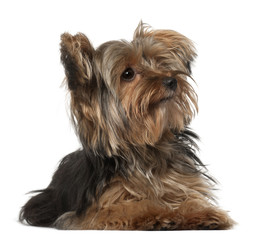 Yorkshire Terrier, 8 months old, lying in front of white