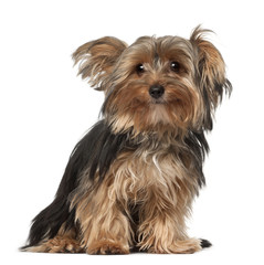 Yorkshire Terrier, 8 months old, sitting in front of white