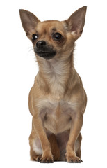 Chihuahua, 1 year old, sitting in front of white background