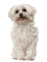 Maltese, 6 years old, sitting in front of white background
