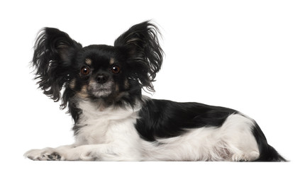 Crossbreed dog lying in front of white background