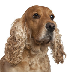 English Cocker Spaniel, 4 years old, in front of white