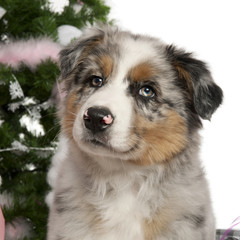 Australian Shepherd puppy, 2 months old, with Christmas tree