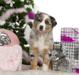 Australian Shepherd puppy, 2 months old, with Christmas tree