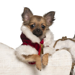 Chihuahua puppy, 4 months old, in Christmas sleigh