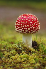 Fly agaric (Amanita muscaria)