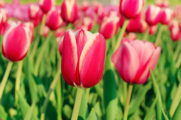 Red beautiful tulips