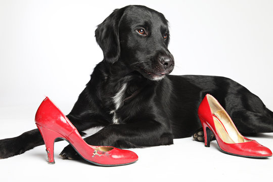 schwarzer Hund mit roten Schuhen