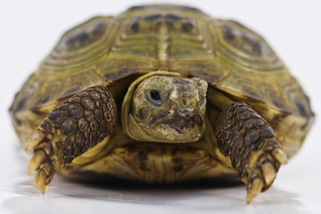 Obraz premium tortoise