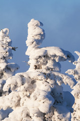 winter scene with ice and snow
