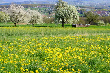 Löwenzahnwiese,Streuobst,Albvorland © Christian Palent