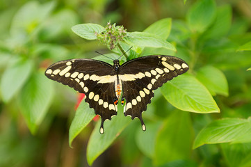 Beautiful Black and Yellow Swallowtail Butterfly wings wide open