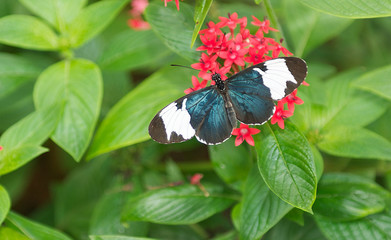 Beautiful Heliconius Butterfly perched on a red Penta
