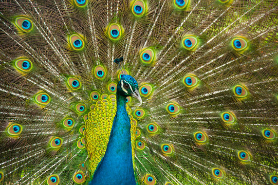 peacock pride