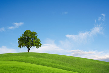 Fototapeta na wymiar Pola, drzewa i błękitne niebo