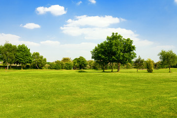 Fototapeta na wymiar Green grass on a golf field