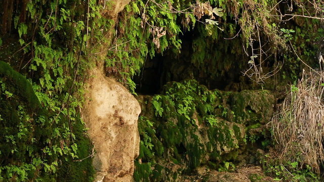 Stock Video Footage of moss and fern-covered rocks around a cave in Israel.