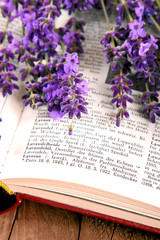 Lavendel