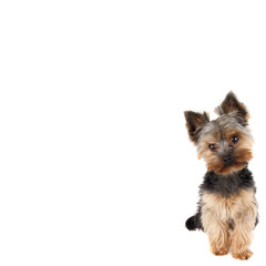 Yorkshire Terrier in front on white background