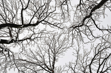 Tops of the trees in a park at winter