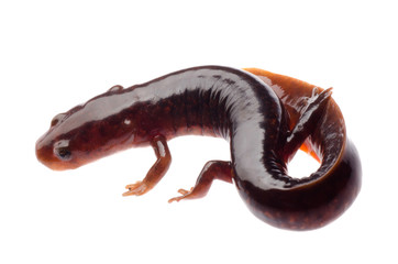 Chinese tsitou salamander newt