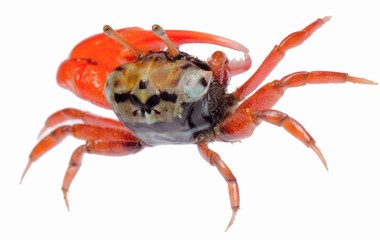 fiddler crab