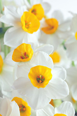 Fototapeta na wymiar narcissus flowers