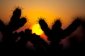 Cactus
