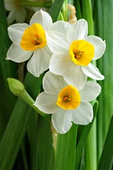 Deurstickers Narcis narcissen bloemen