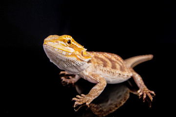 Bearded dragon on black