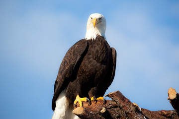 Bald Eagle on Perch