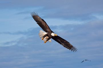 Naklejka premium Bald Eagle Flying