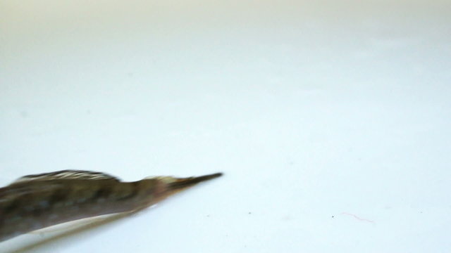 Mudskipper