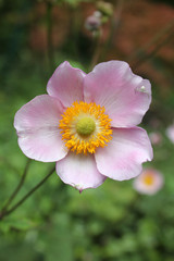 anémone du japon rose flower