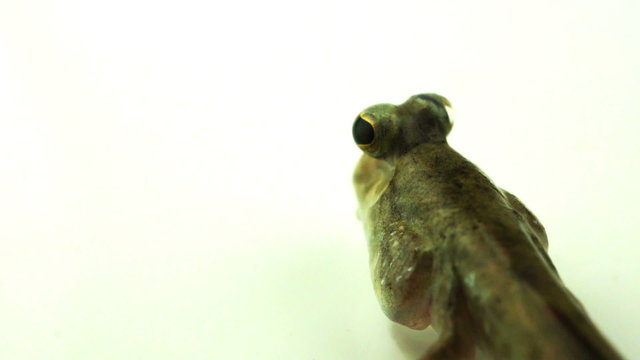 Mudskipper