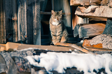cute cat on the roof full pile of logs