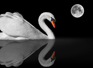 Obrazy na Szkle  pełen wdzięku biały łabędź z odbiciem w pełni księżyca
