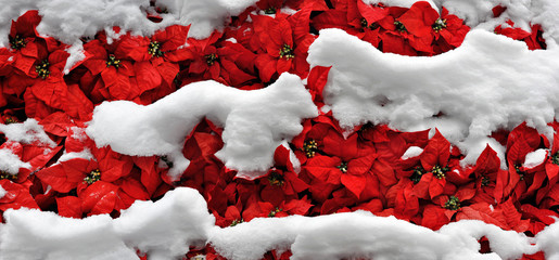Layers of snow on bright poinsettias