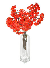 Red rowan berries in vase