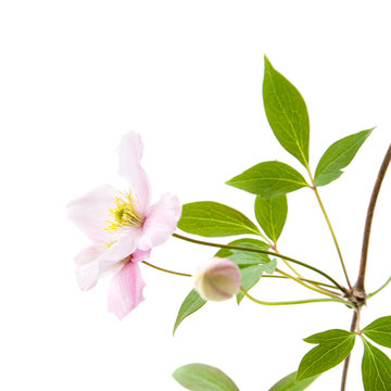 pale pink clematis; buds and leaves isolated on white