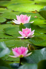 Water lily - 38818855