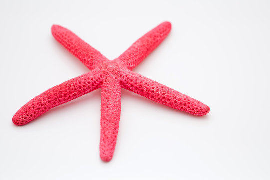 Pink Starfish