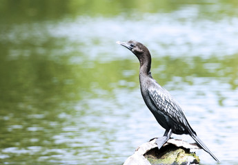 Cormorant